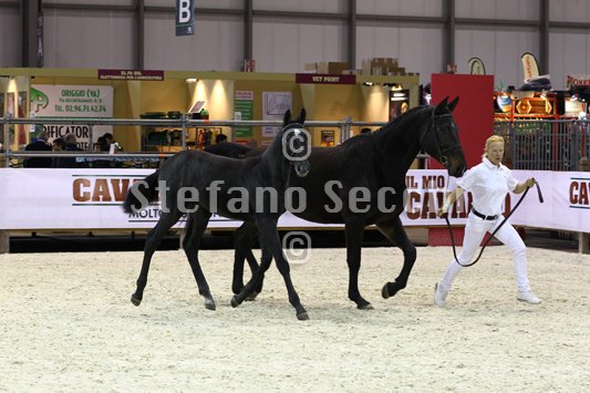 BELLY DANCER_MILANO_2010_SS3_7853.jpg